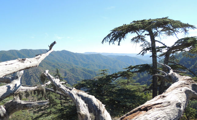 Project to save Cyprus cedars up for EU awards