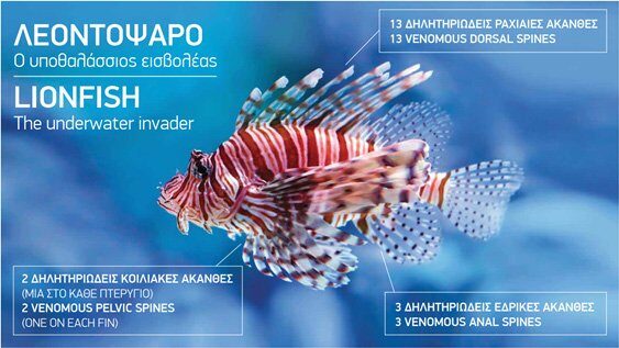 New app to monitor invasive lionfish