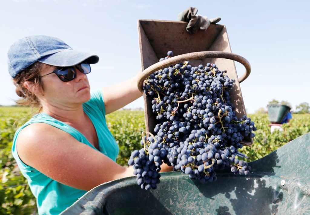 Wine sector to get over €22 million in the next five years