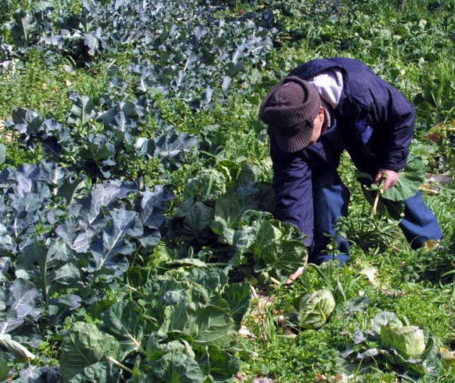 Additional subsidies for agricultural sector