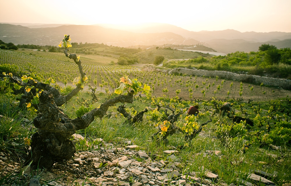 Cyprus’ new school to train wine experts