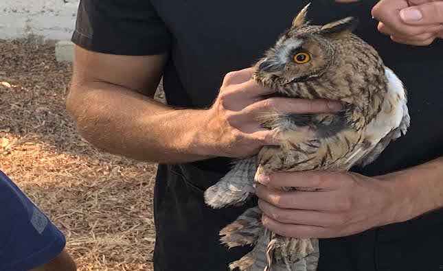 Freedom day for dozens of birds at wildlife centre