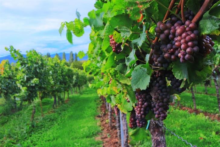 Agriculture Ministry offers ‘Green Harvest’ in grapevines incentive