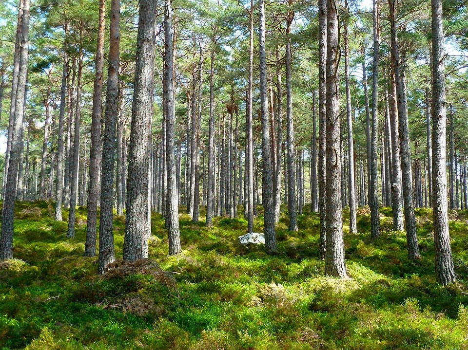 Agriculture minister announces massive tree-planting drive