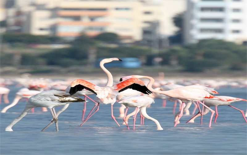 Cyprus wetlands at risk of climate change