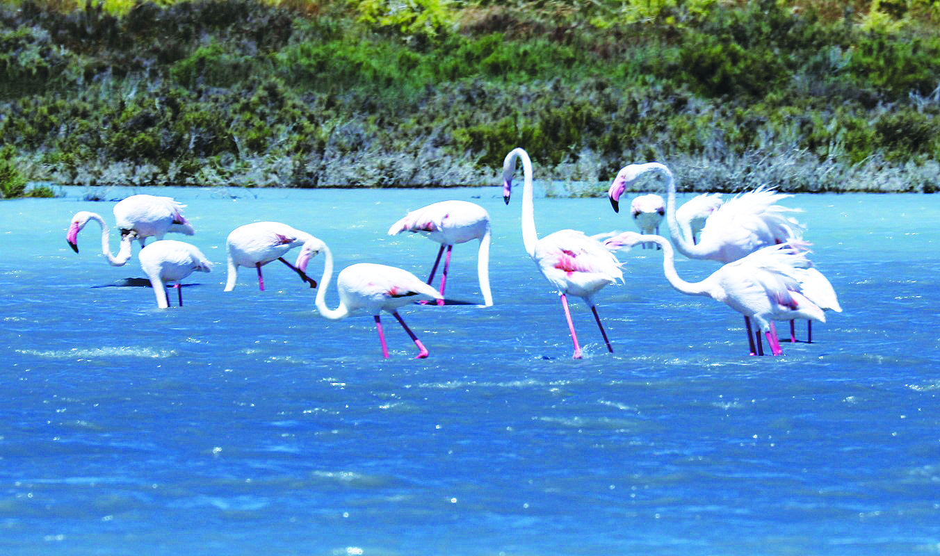 Thousands of flamingos on Akrotiri salt lake