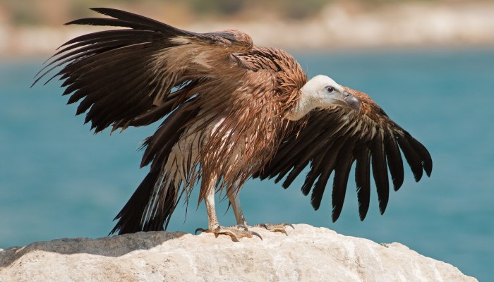 Project launched to protect Cyprus Griffon vultures