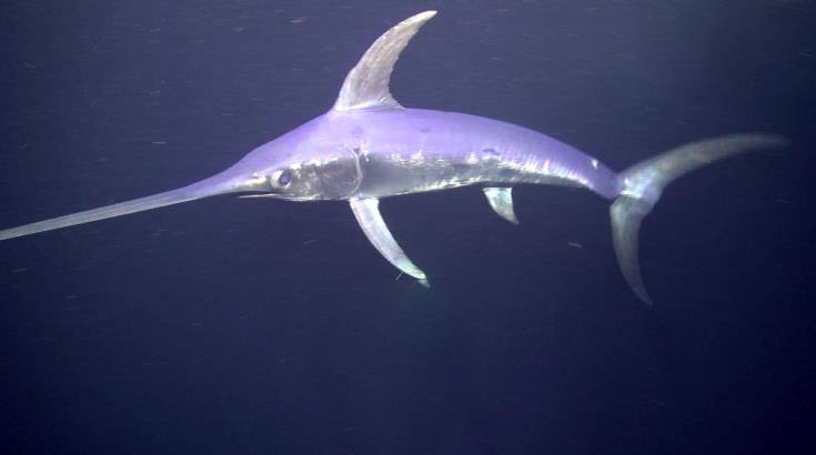 EU sets Cyprus’ annual quotas of bluefin tuna and swordfish for 2020