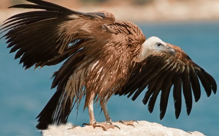 New lifeline for threatened Griffon Vulture
