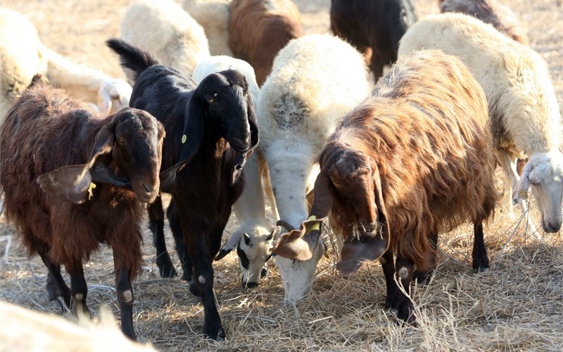 Hard-hit animal breeders turn to kosher market