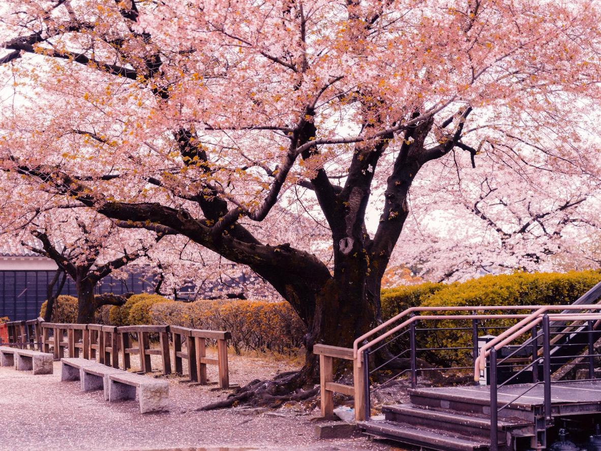 Japanese cherry blossom park for Cyprus