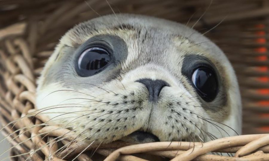 Endangered Mediterranean Monk population marks record jump