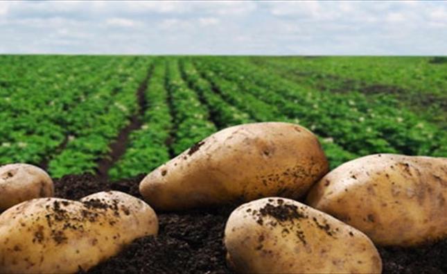 Cyprus was EU’s smallest potato growing country in 2020